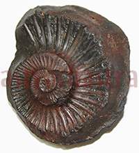Shaligram 10767 80gm